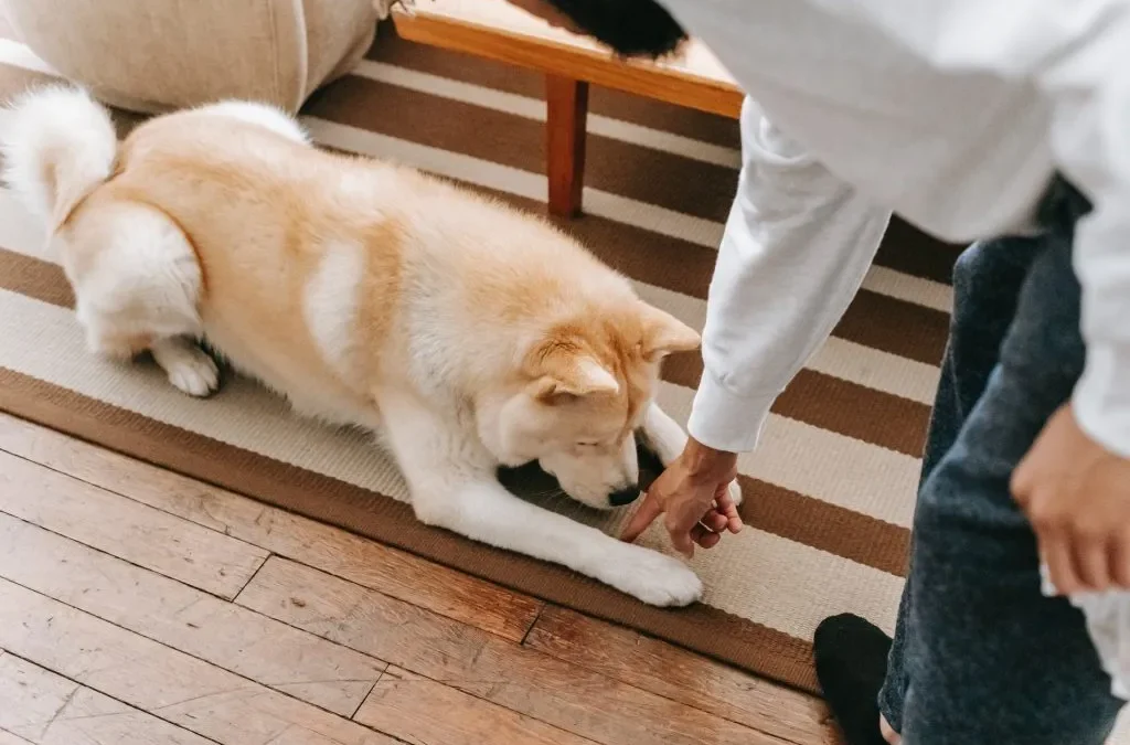 5 Golden Rules of Dog Training: Essential Tips for a Happier, Well-Behaved Companion