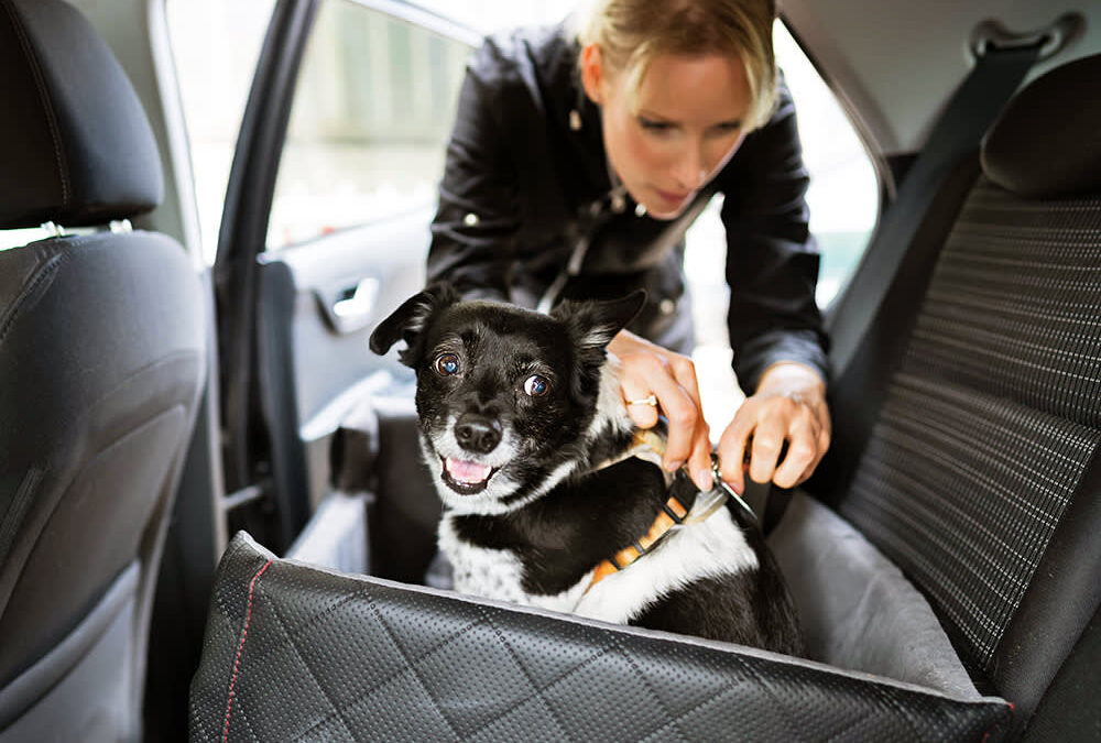 Can I Leave My Dog in the Car? Safety Risks, Laws, and Smart Alternatives for Dog Owners
