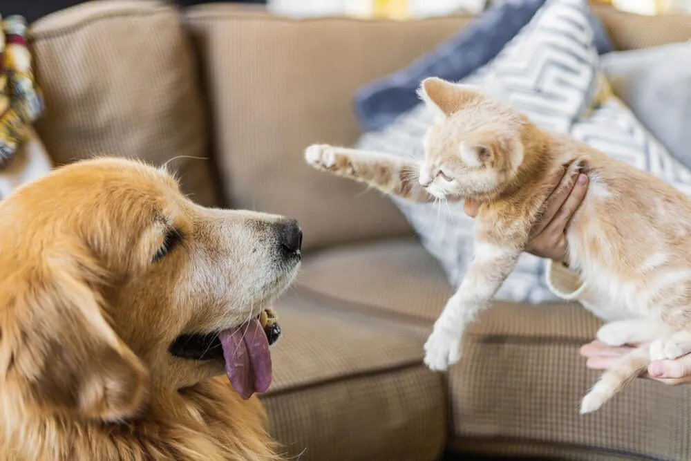How to Introduce Kitten to Dog: Step-by-Step Guide for a Stress-Free and Happy First Meeting