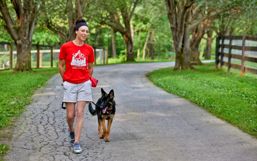 How to Train a Dog to Heel: Step-by-Step Guide for Calm and Focused Walks