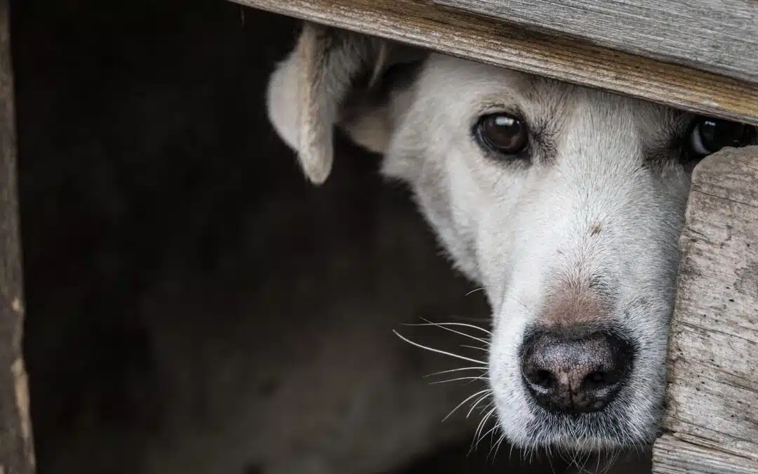 Reasons a Dog May Be Scared of You: Common Causes and How to Build Trust