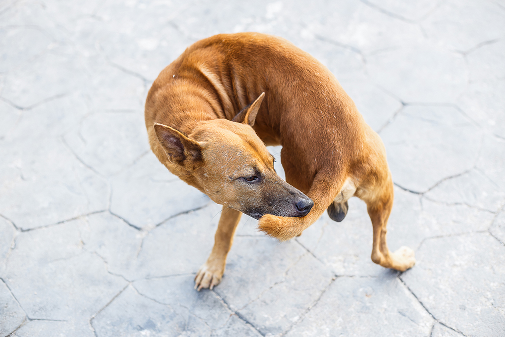 Why Is My Dog Chewing His Tail? Causes, Symptoms, and Solutions for Tail Chasing