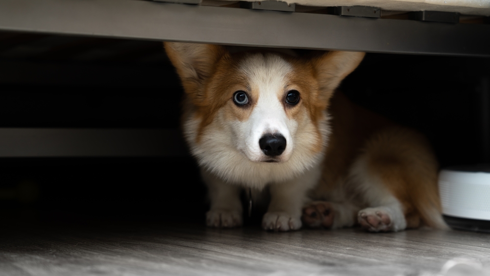 Why Is My Dog Hiding Under the Bed? Common Reasons and How to Help Your Pet Feel Safe